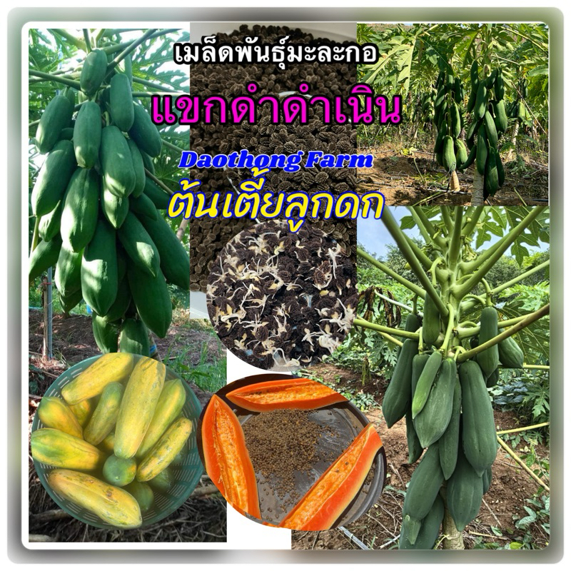 เมล็ดมะละกอแขกดำดำเนินต้นเตี้ย มะละกอกินสุกและดิบได้น้ำหนักดีลูกใหญ่ออกลูกดก แพ็ค10กรัม แถมคู่มือฟรี