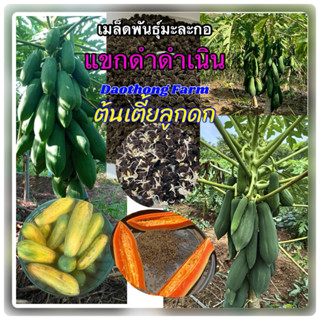 เมล็ดมะละกอแขกดำดำเนินต้นเตี้ย น้ำหนักดี ลูกดก แพ็ค10กรัม แถ…