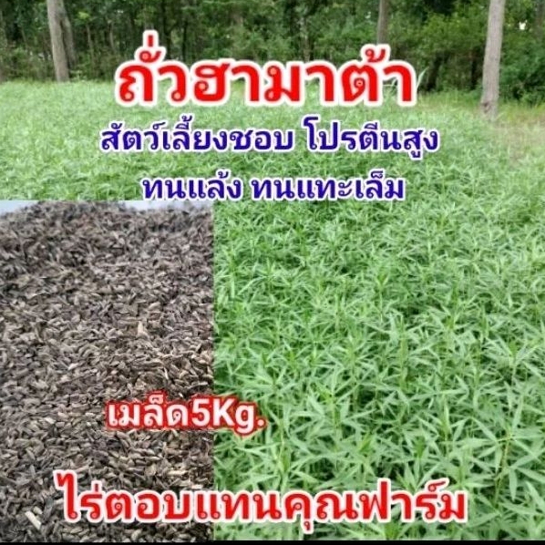#เมล็ดถั่วฮามาต้า 5kg. #ถั่วฮามาต้าพืชอาหารสัตว์ #ถั่วฮามาต้าหญ้าวัว #ไร่ตอบแทนคุณฟาร์ม
