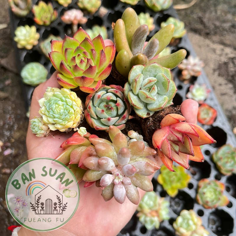 ไม้อวบน้ำ กุหลาบหิน มีทั้งไม้มีราก/ไม้ตัดสด Succulent คละสายพันธุ์ แคคตัส cactus