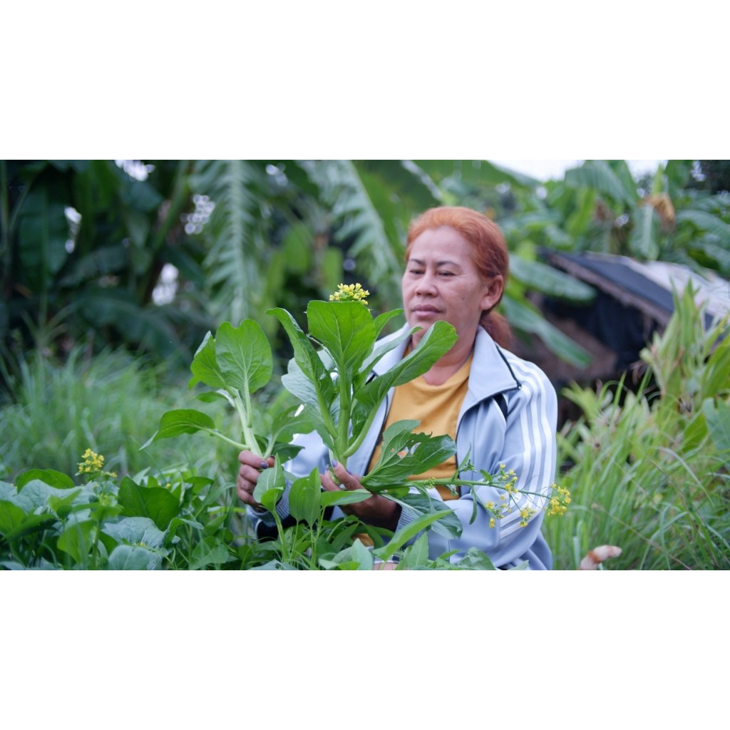 หมวดผักไทยอื่นๆ พร้อมวิธีปลูก วิธีปรุงดิน ให้คำแนะนำตลอดการปลูก ด้วยคลิปวีดีโอ - รูปที่ 6