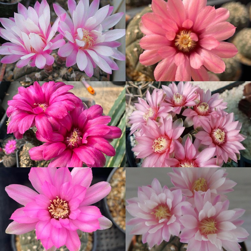 จานบิน แคคตัส ดอกสีชมพูสวยสดมาก gymnocalycium ragonesei กระบองเพชร แคคตัส