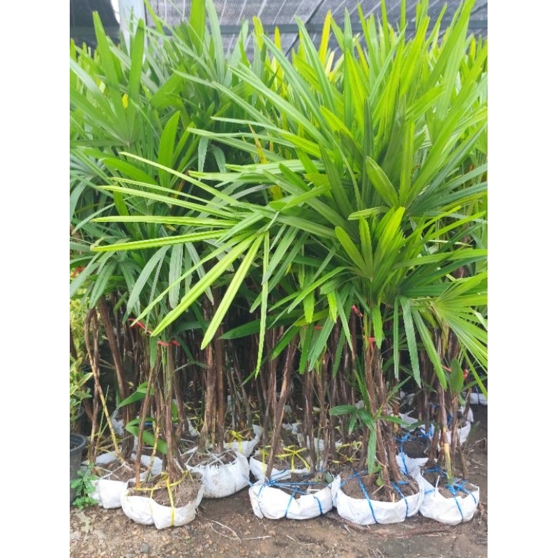 ต้นจั๋ง (Lady palm) สูง1เมตร จั๋งเชียงใหม่ กอละ3-4ต้น ไม้ฟอกอากาศยอดนิยม ปลูกในห้องได้