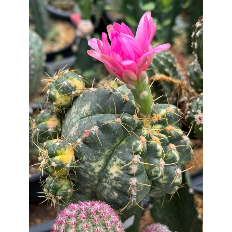 ฮอททิไอด่างเหลืองชมพู ดอกชมพูสวยมาก กระถาง2“นิ้ว Gymnocalycium Horstii Variegated