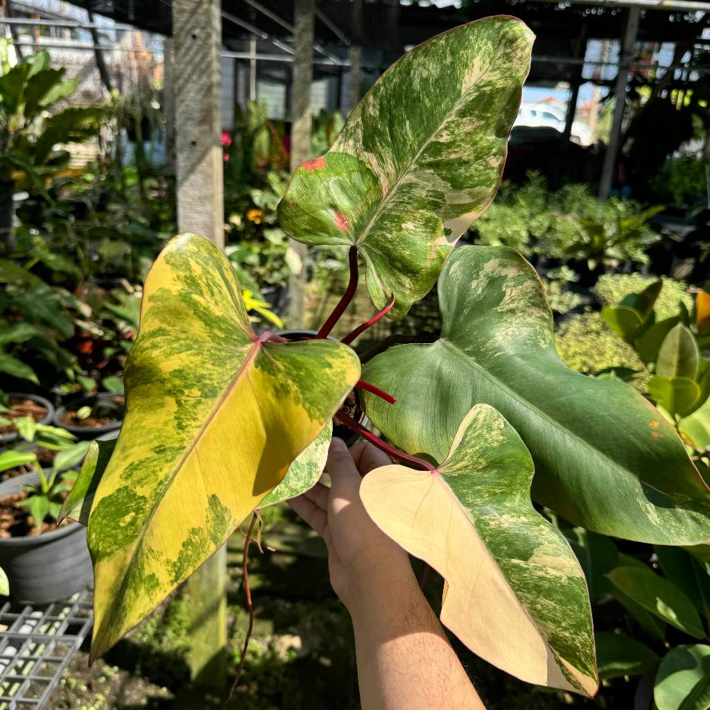 Philodendron Strawberry Shake ( Red Emerald Variegated ) ฟิโลเดนดรอน สตอเบอรี่เชค