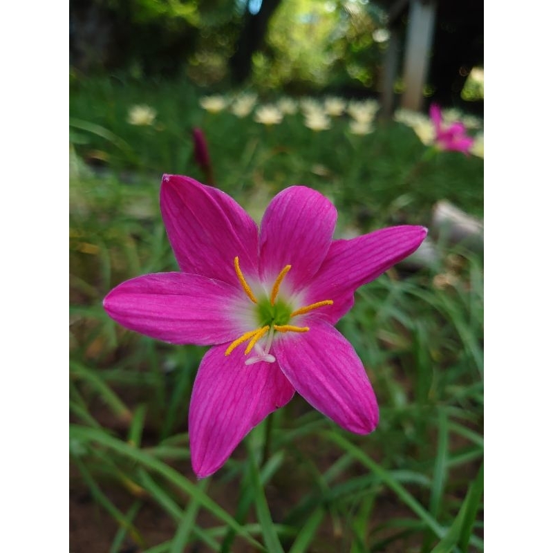 บัวดินสีชมพูเข้ม  ฟิวเซีย พิ้งค์  z. Fuchsia Pink
