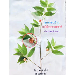 ลูกตะขบบ้านผลไม้จากธรรมชาติประโยชน์เยอะ(มีแถม)