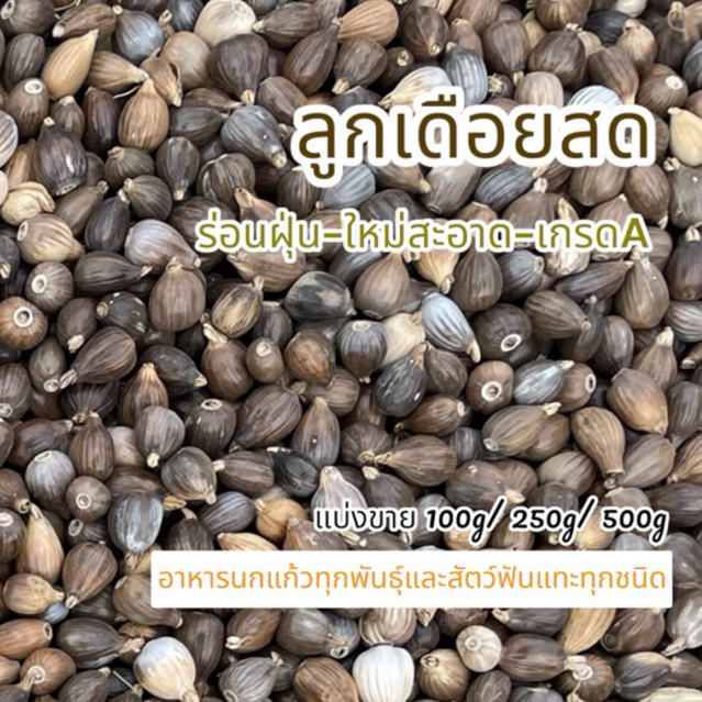 ลูกเดือยสด อาหารนกแก้วทุกสายพันธุ์ (แบ่งขาย 100g 250g 500g)