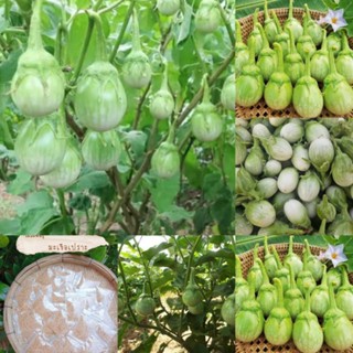 เมล็ดพันธุ์มะเขือเปราะเจ้าพยา200เมล็ด20บาทพันธุ์พื้นบ้านสามา…