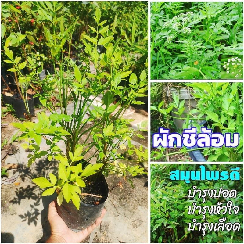 ผักชีล้อม ผักสวนครัวสมุนไพร ต้นพันธุ์ชำถุงพร้อมปลูก สินค้าเสียหายยินดีเคลมฟรี