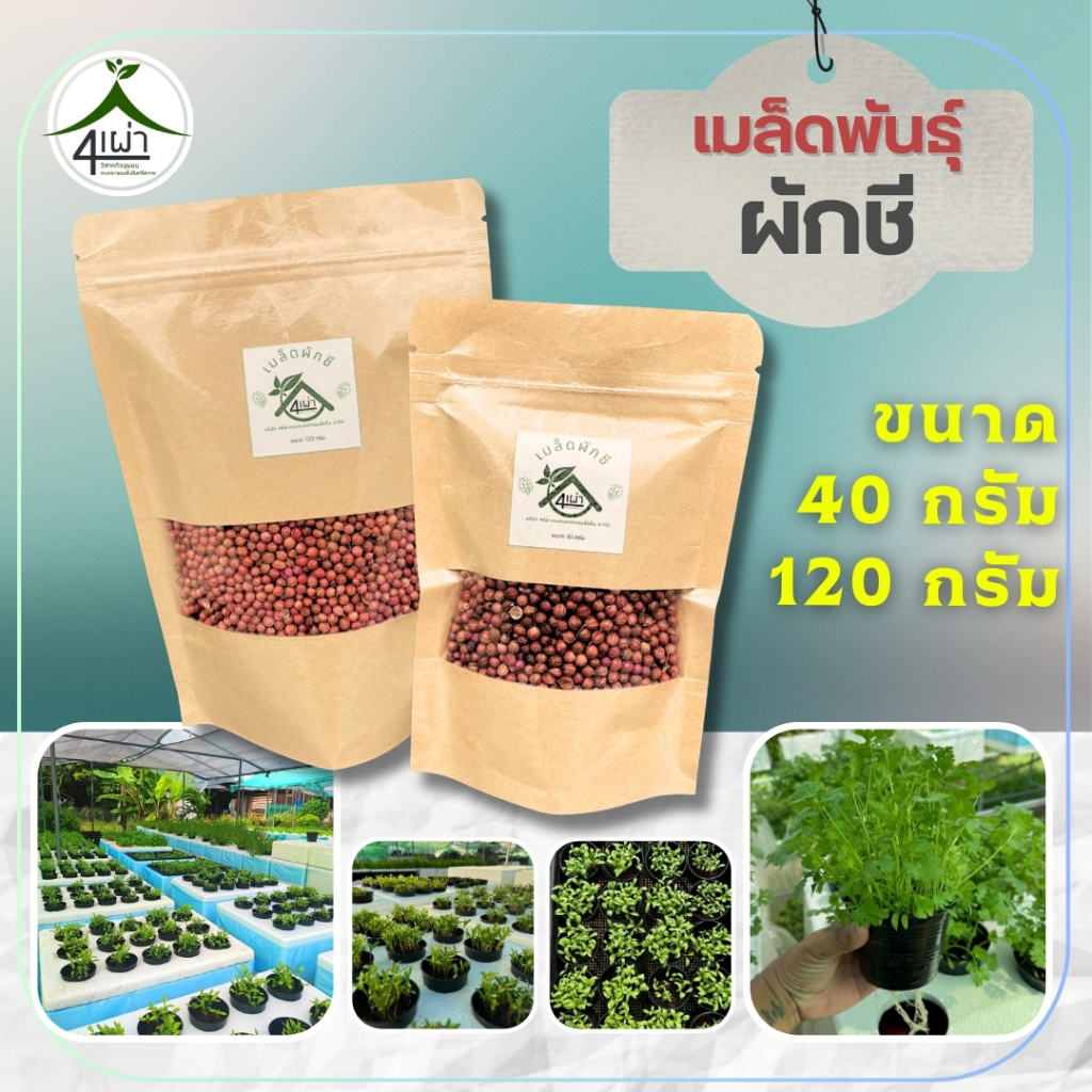 เมล็ดพันธุ์ผักชีจีน 40 - 120 กรัม