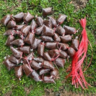 ตุ้มตอนกิ่ง 3x5 ชุดจำนวน 50 ตุ้ม หมักน้ำยาเร่งราก และแถมฟรีเ…