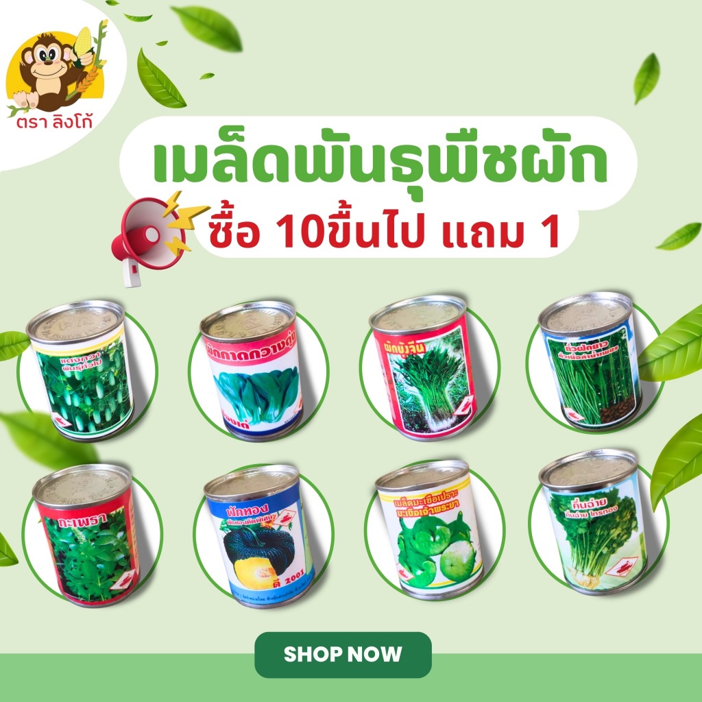 เมล็ดพันธุ์ ตรารถถัง รากเเรง 10เเถม1 กระป๋อง 300 -2000เมล็ดพืชผักสวนครัว การันตีอัตรางอก