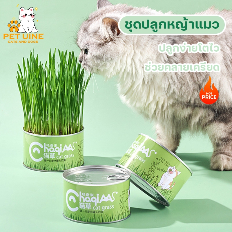 PET UINE-B37 ชุดปลูกหญ้าแมว หญ้าแมว ต้นข้าวสาลีแมว ชุดปลูกข้าวสาลี เสริมสร้างภูมิคุ้มกัน ปลูกง่าย โตไว ช่วยคลายเครียด