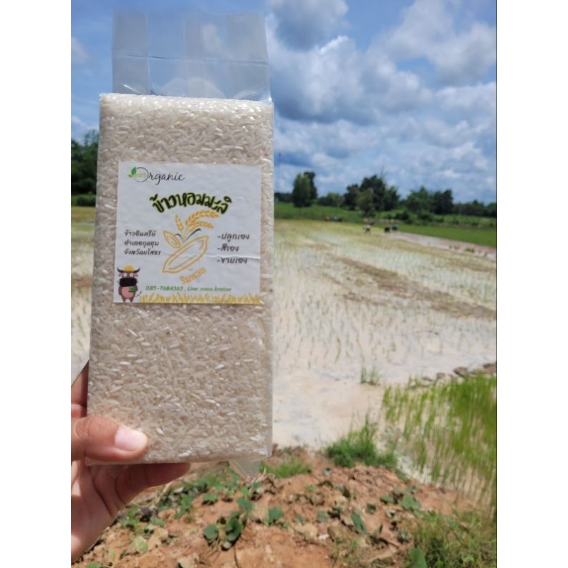 ข้าวหอมมะลิอินทรีย์ เก็บเกี่ยว 12/11/67 จ.ยโสธร สีใหม่ แพคใหม่ทุกออเดอร์ ***สั่งซื้อไม่เกิน 5 กก.ต่อ 1 ออเดอร์ค่ะ***
