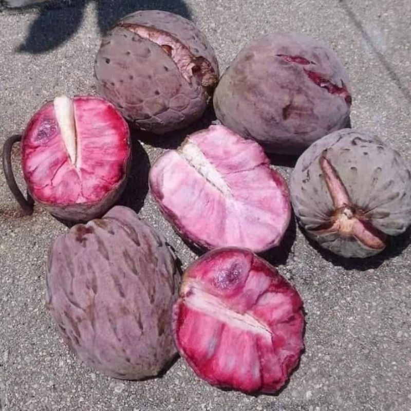 🌳ต้นน้อยหน่าสีชมพู แบบติดตา👉พันธุ์ Pink Ilama/Annona diversifolia