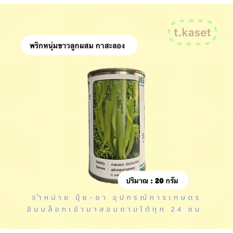 กาสะลอง (พริกหนุ่มขาวลูกผสม)ปริมาณ 20 กรัม
