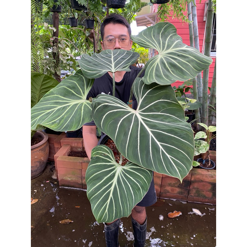 Philodendron Gloriosum ฟิโลเดนดรอน กลอริออซั่ม ก้านกลม หลังชมพู ไม้เป็นฟอร์มแล้วใบใหญ่ ต้นฟิโลรางเงิน