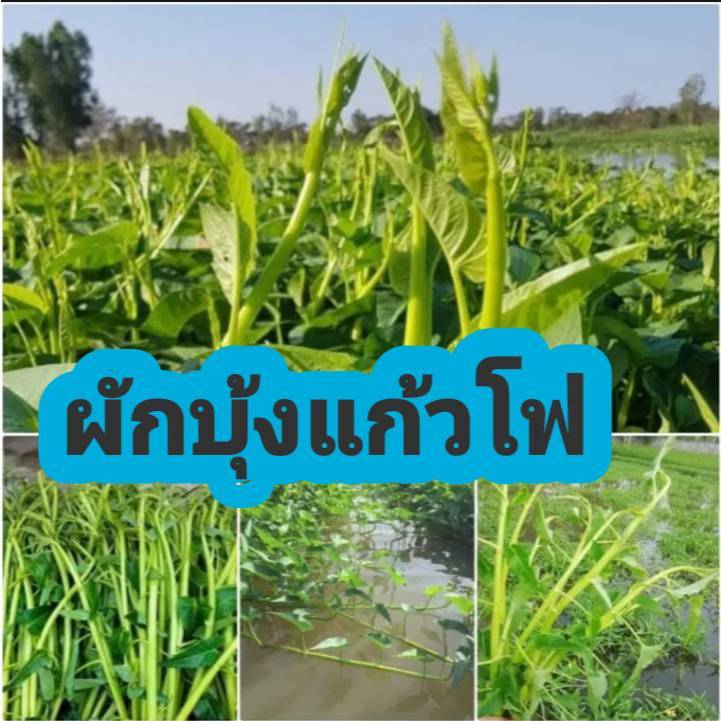 เมล็ดผักบุ้งแก้วโฟ เมล็ดคัดพิเศษบรรจุซองละ 400-600 เมล็ดแถมปุ๋ยและวิธีการปลูกให้ทุกออเดอร์มีปลายทาง ส่งของทุกวัน