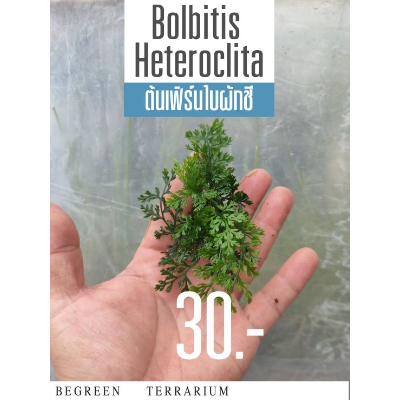 ต้นเฟิร์นใบผักชี Bolbitis Heteroclita