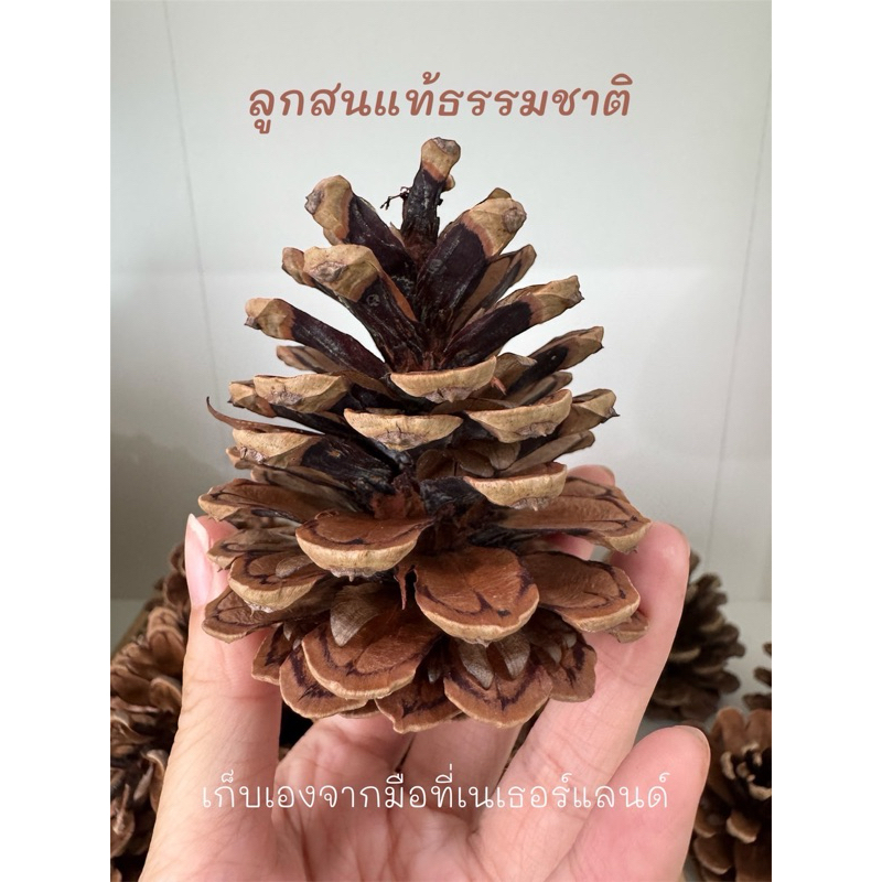 ลูกสนแท้ธรรมชาติ ลูกละ19บาท ดอกสน ลูกสนตกแต่งต้นคริสมาส พร๊อบถ่ายรูป เก็บเองจากยุโรป