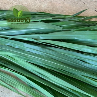 1 กก. หญ้าเนเปียร์สด ปลอดสาร สำหรับเต่า คาปิบาร่า ตัดสดใหม่ ส่งทุกวัน (หญ้าเหลือง เคลมได้ทุกกรณี ทักแชทก่อนรีวิวครับ)