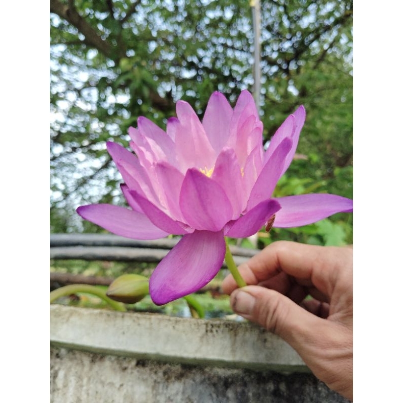 บัวยักษ์ออสเตรเลียม่วงเกสรเหลือง(หัว)