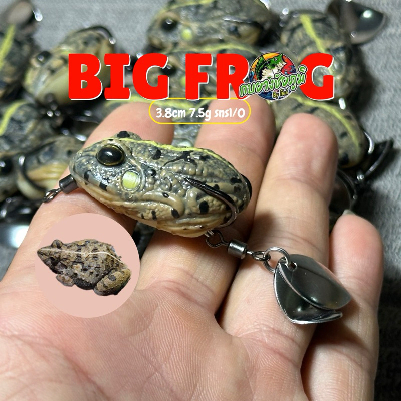กบยาง Bigfrog (เขียดโม่)