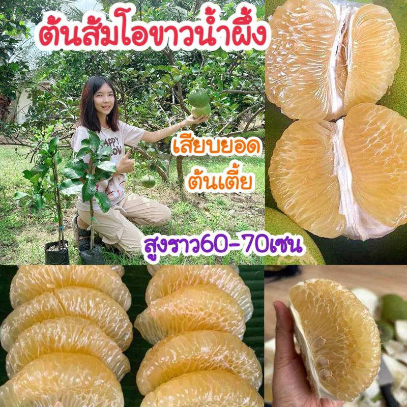 #ต้นส้มโอขาวน้ำผึ้ง เสียบยอด สูงราว 60-70 เซน ให้ผลไว1-2ปี