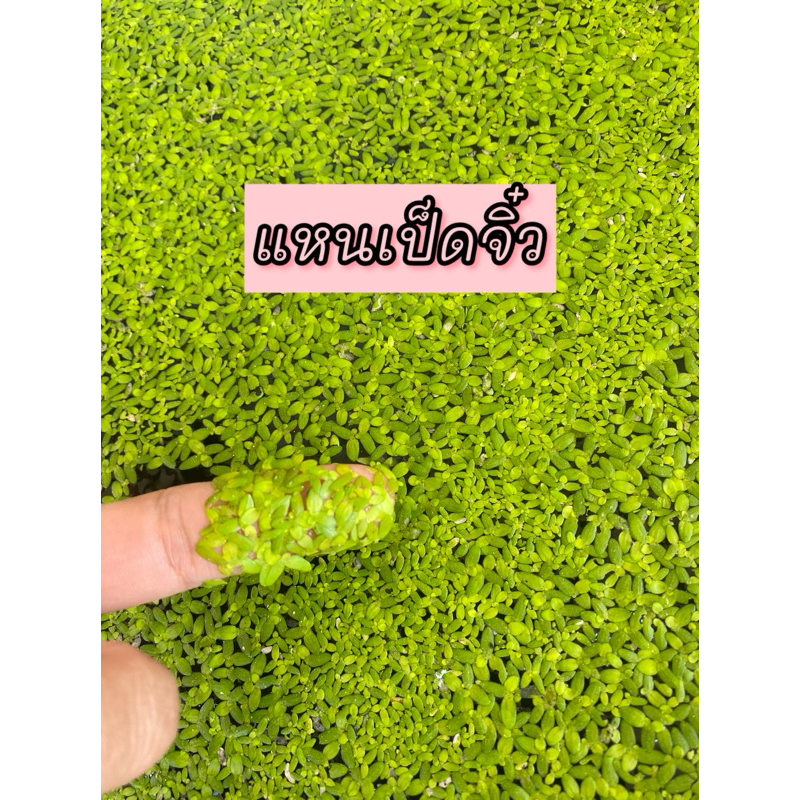 แหนเป็ด แหนจิ๋ว(Duckweed) (1ชุดมี 3++ ช้อนโต๊ะ)