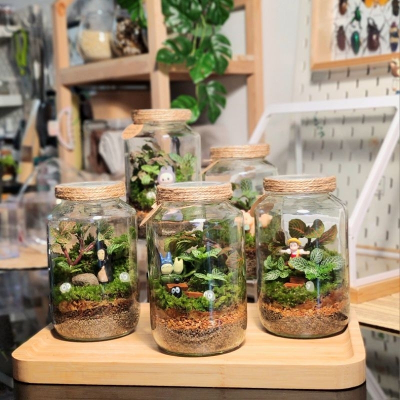 สวนขวดแก้ว Terrarium ตกแต่งบ้าน ของขวัญ