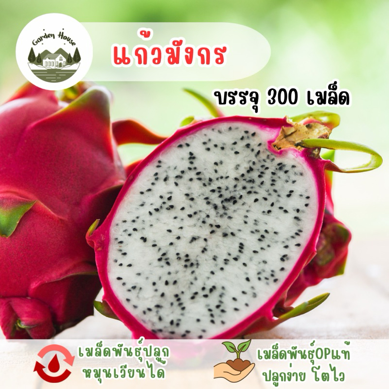 แก้วมังกร 300 เมล็ด. ราคาถูก Shopee Lazada