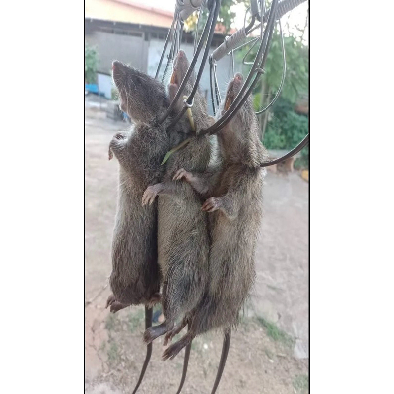 ชุดกับดักหนูโมดิฟาย พร้อมส่ง - รูปที่ 5