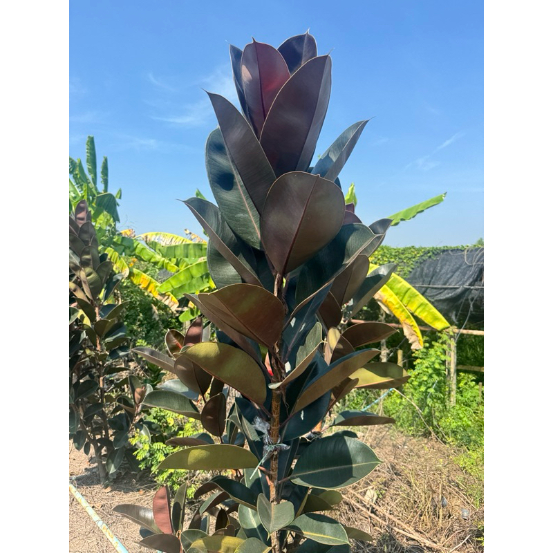 มุมมอง 4