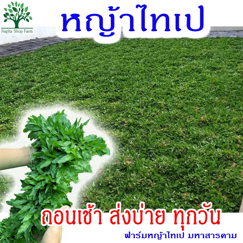 หญ้าไทเป พื้นที่ปลูก 8 ตารางเมตร สดใหม่ ถอนเช้า ส่งบ่าย ทุกวัน ปลูกแล้วไม่ได้ตัดแน่นอน หญ้านุ่มเท้า นั่งสบายก้น