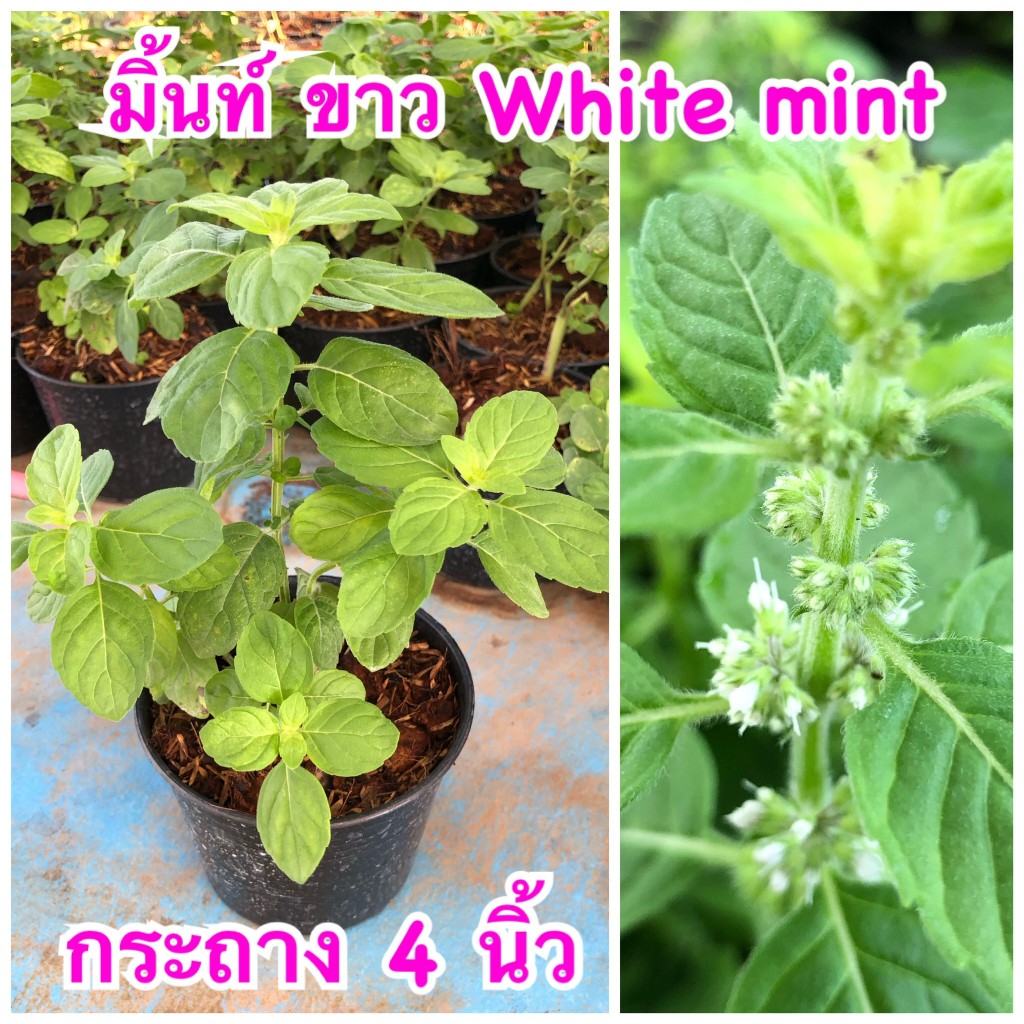 มินต์ ขาว (White Mint) ส่งแบบกระถาง 4 นิ้ว