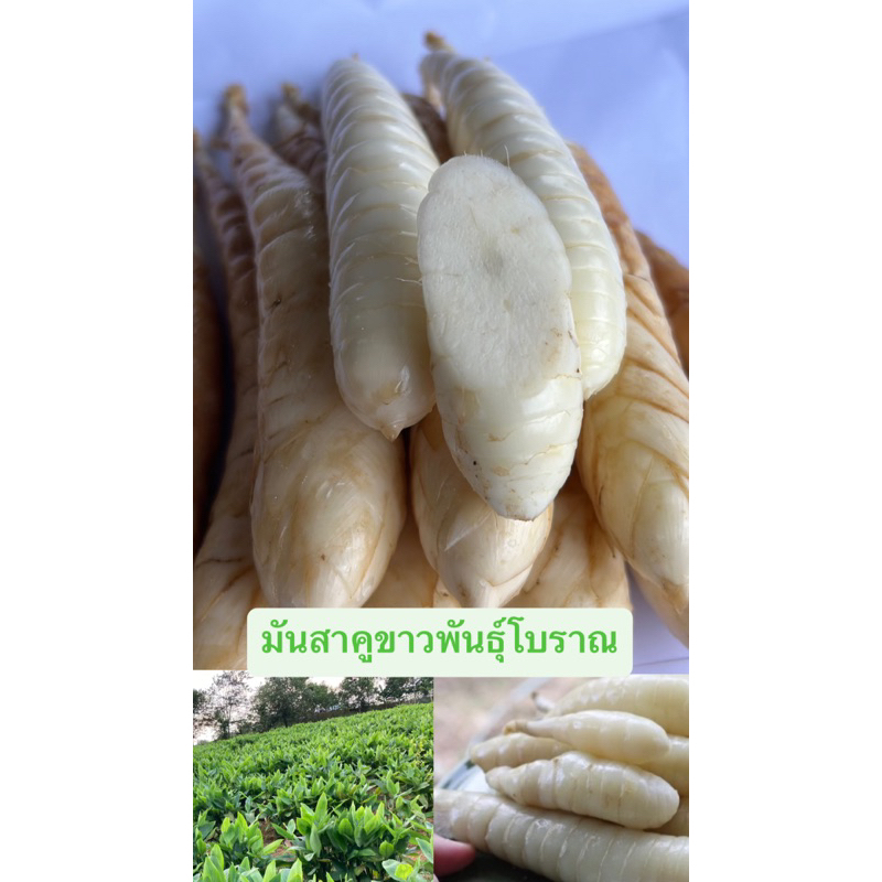 มันสาคูขาวพันธ์ุโบราณหอมกรอบอร่อยมาก(1 กิโลกรัม 83บาท)