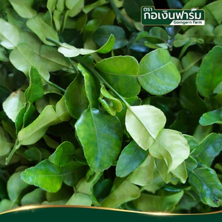 ใบมะกรูดผง ตรา กอเงินฟาร์ม KAFFIR LIME LEAF POWDER Gorngernfarm Brand ใบมะกรูดผง100% เครื่องเทศ ชา