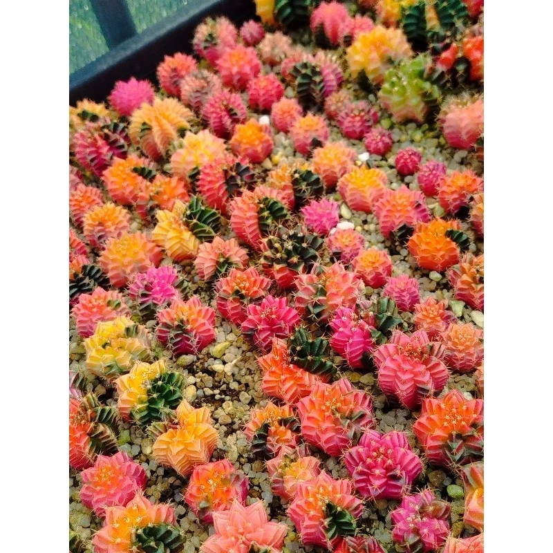ยิมโนด่าง สีหวานๆ ไม้เมล็ด