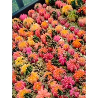 ยิมโนด่าง สีหวานๆ ไม้เมล็ด