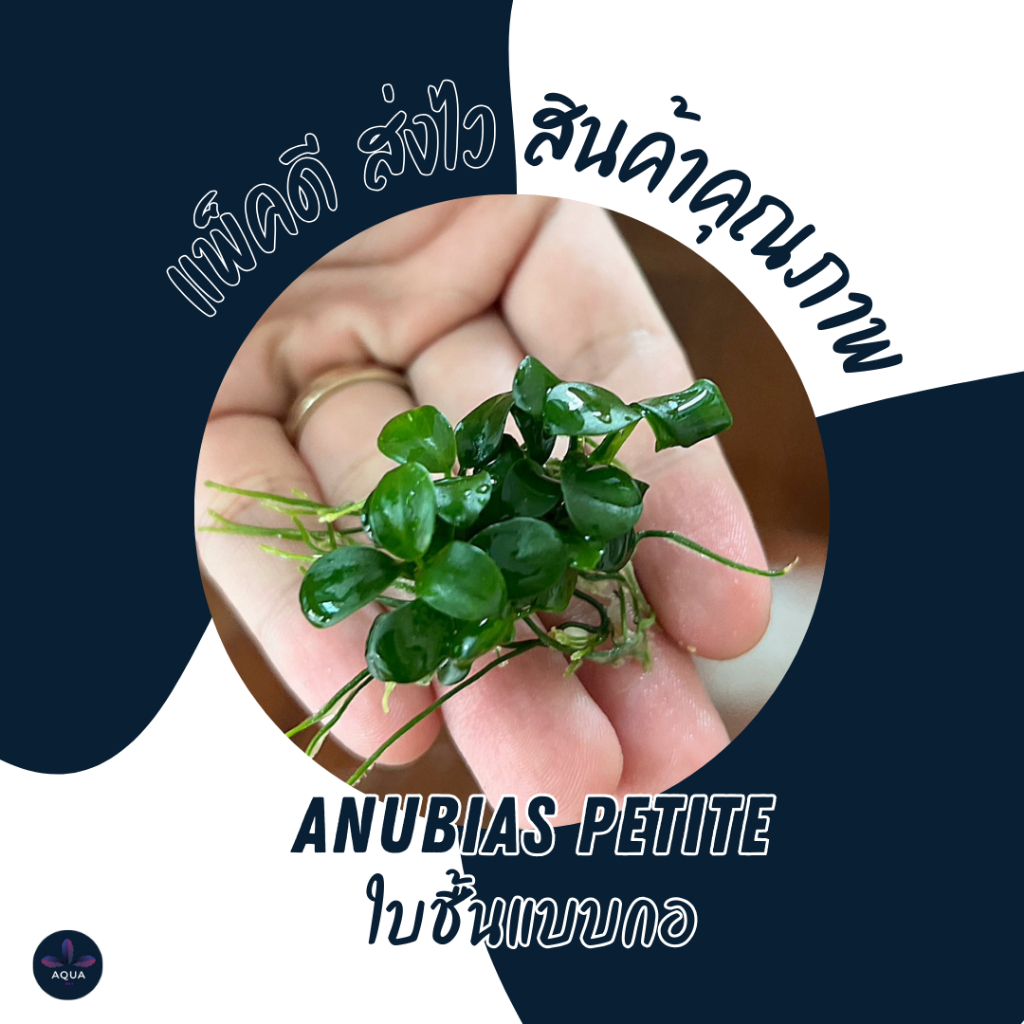 อนูเบียสแคระ Anubias petite อนูเบียสพริตตี้ใบน้ำ 100% แบบพันหิน และใบชื้น (ต้นไม้น้ำ)