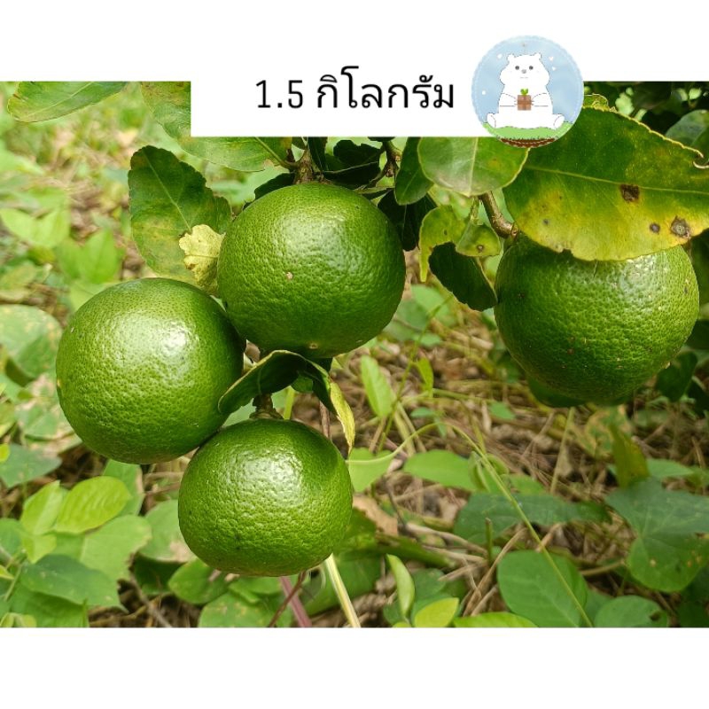 มะนาว มะนาวแป้นพิจิตร มะนาวปลอดสารพิษ ผิวสวย และผิวสวยผสม คละไซส์ เก็บสดจากสวน