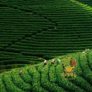 ชาเครามังกร ชาบ๊วย ชาอายุวัฒนะของจีน ไม่มีคาเฟอีน Meicha Vine Tea Caffeine Free 莓茶