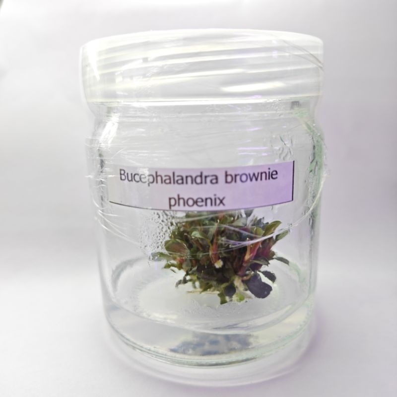 บูเซปBucephalandra brownie phoenix เนื้อเยื่อ ต้นไม้น้ำ ต้นไม้น้ำไม้น้ำตู้ปลา