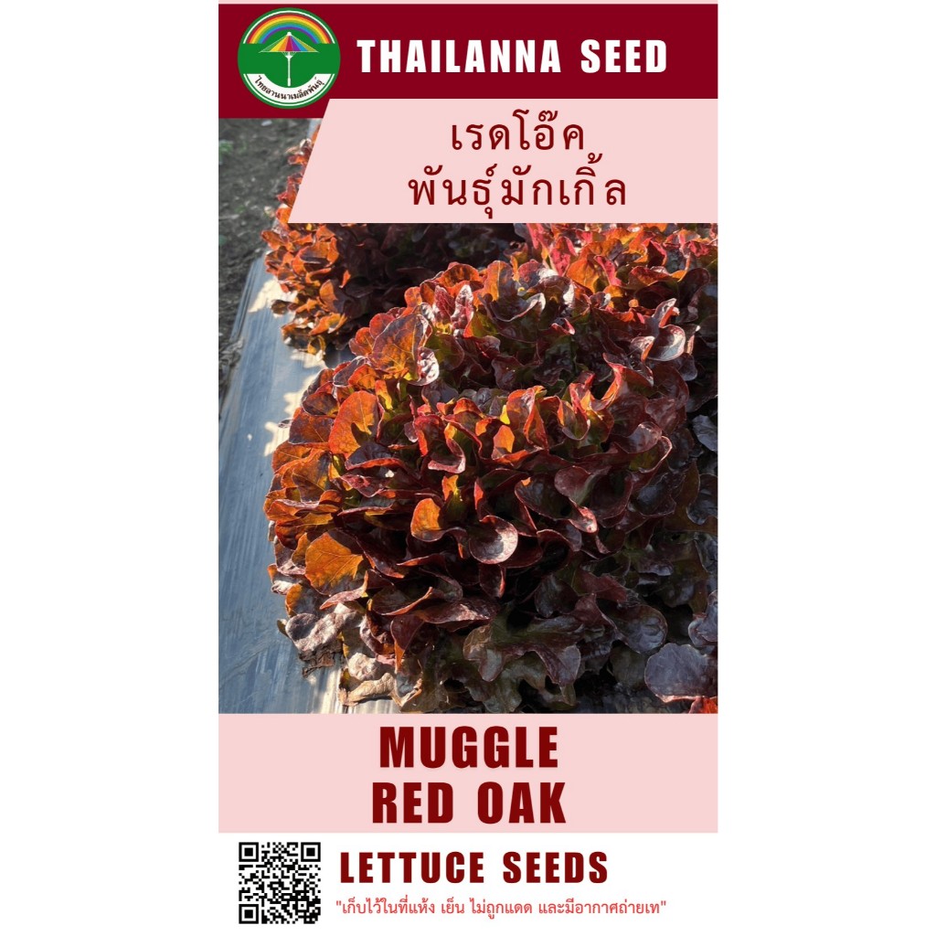 เมล็ดพันธุ์ผักสลัด เรดโอ๊ค พันธุ์มักเกิ้ล ( ขนาด 0.5 กรัม ) รหัสสินค้า 3006