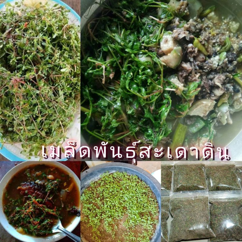 เมล็ดพันธุ์สะเดาดิน ราคาประหยัด