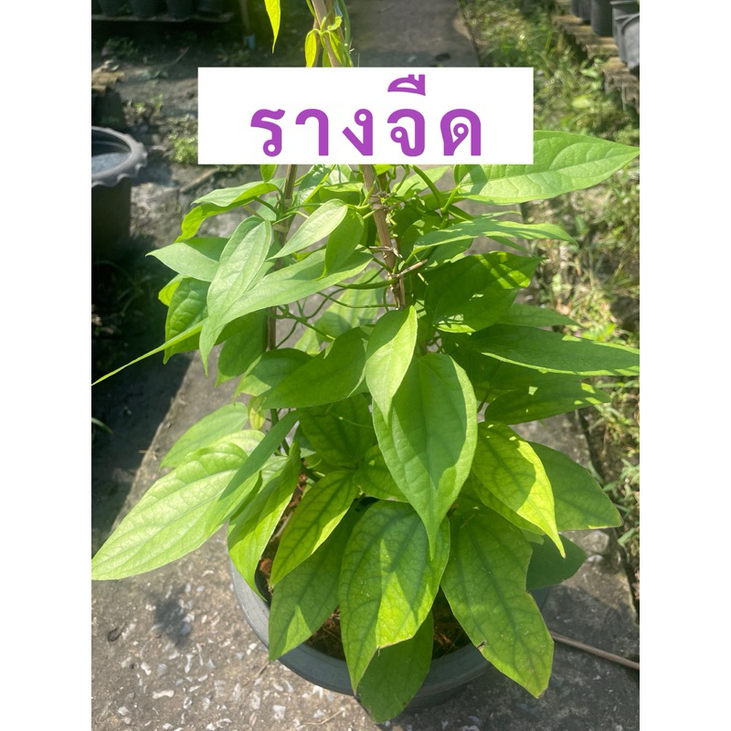 รางจืด กระถาง5นิ้ว พร้อมส่ง พุ่มสวย