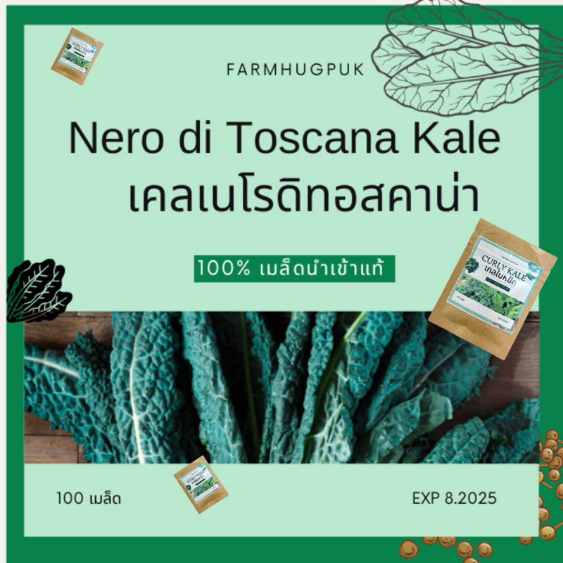 เมล็ดพันธุ์ไดโนเคล เคลไดโนเสาร์ 100+เมล็ดมีบริการเก็บเงินปลายทาง