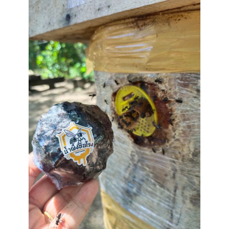 Propolis ชันจากชันโรง(สายพันธุ์อีตาม่า) นำไปเป็นสารสกัดในเครื่องสำอางได้เป็นอย่างดี