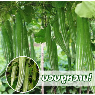 เมล็ดพันธุ์บวบงู ซองละ 20 เมล็ด เมล็ดพันธุ์คุณภาพ